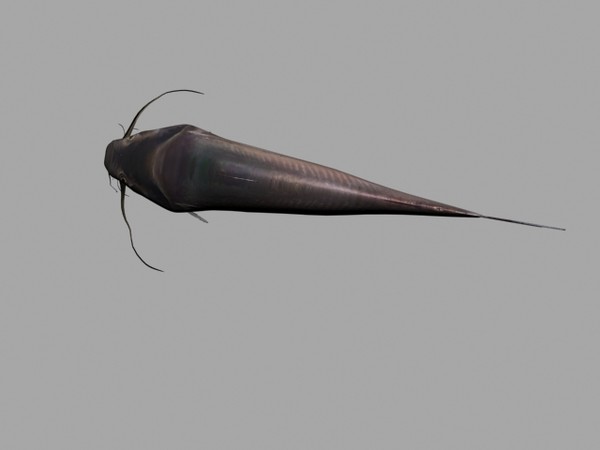 3d channel catfish - catfish by Sleepless Creations